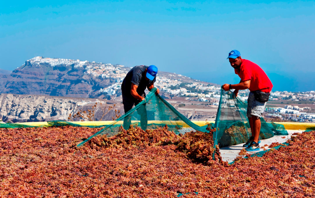 Vinsanto in the making: leaving Assyrtiko grapes to sun-dry in Santorini (Photo: Santo Wines)