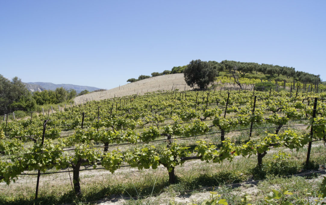A slopy Vidiano vineyard in Dafnes Heraklion, Crete (Photo: Douloufakis Winery)