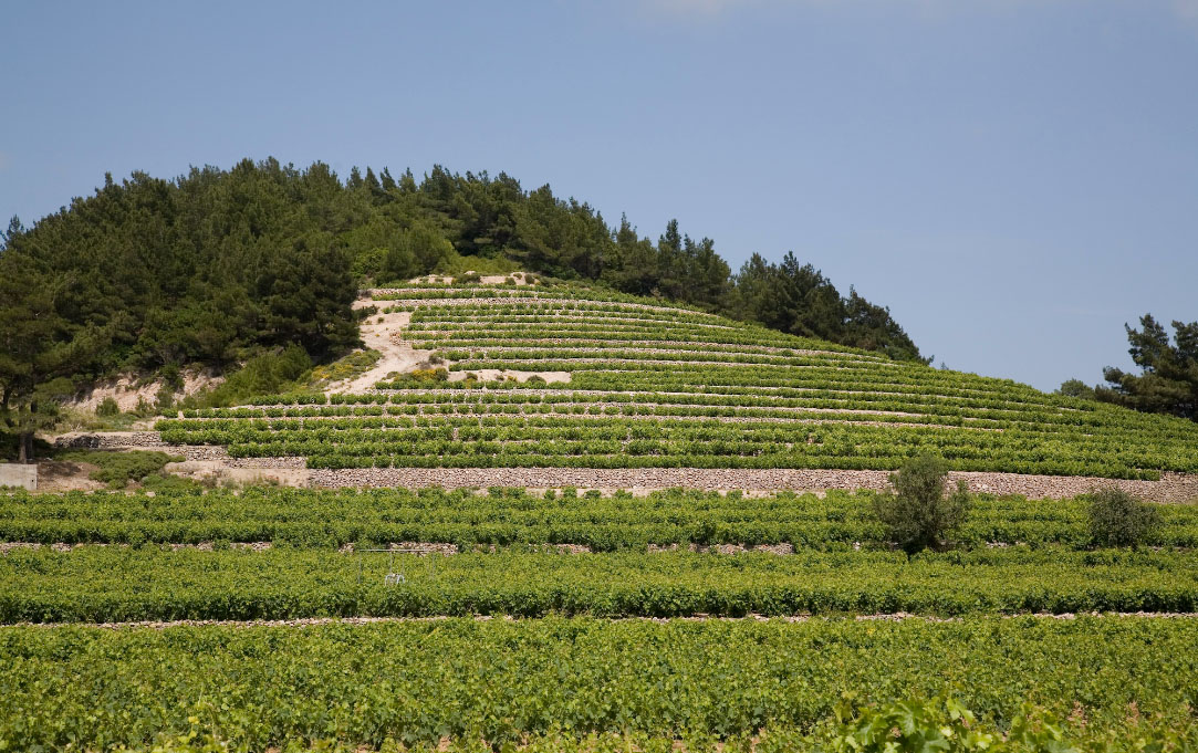 Impressive vineyards in Samos (Photo: UWC Samos)