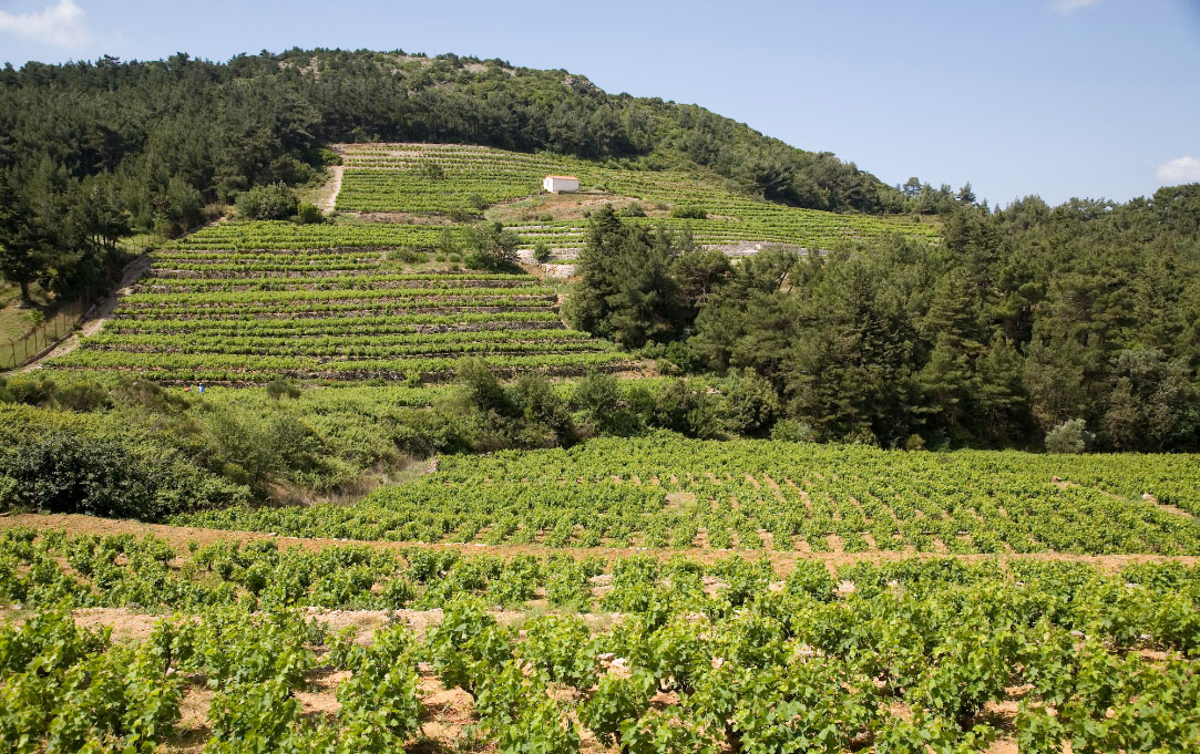 Terraced vineyards in Samos (Photo: UWC Samos)